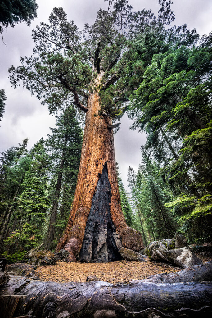 Mariposa Grove + 15 Best Things to Do in Yosemite National Park.