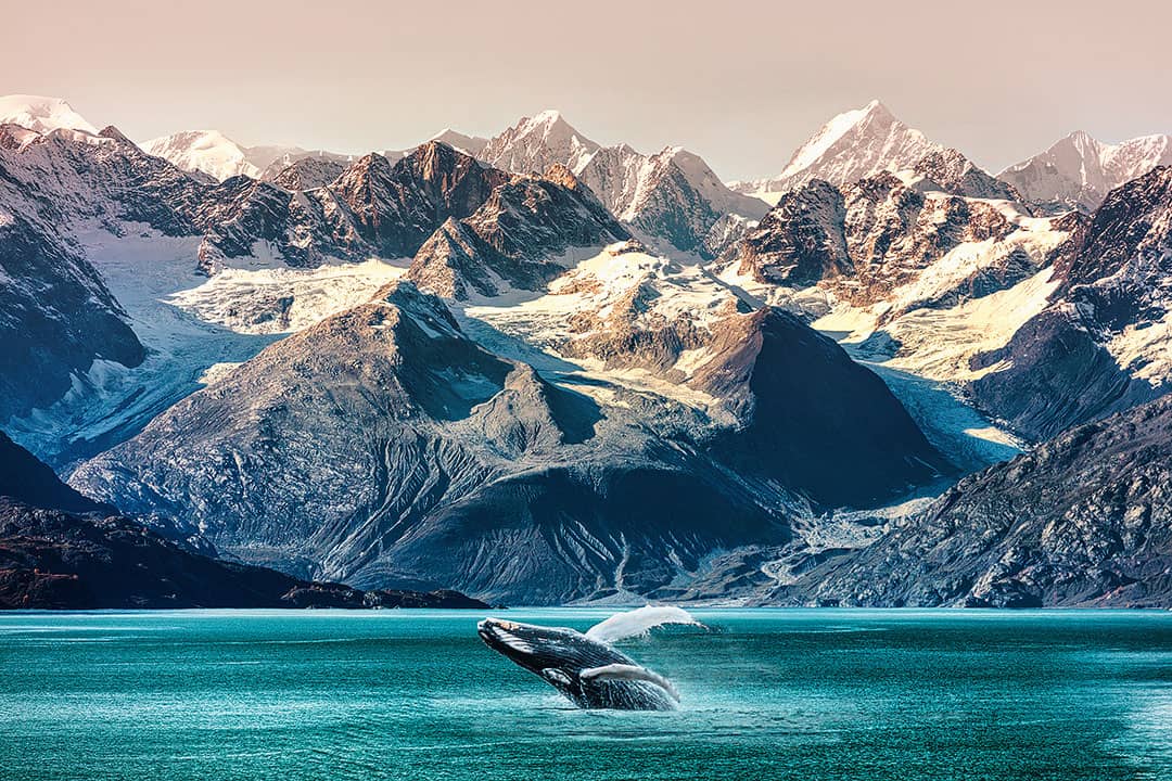 glacier bay whale watching alaska