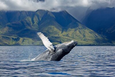 Maui Whale Watching Season + The Ultimate Guide to When and Where to Whale Watch in the US