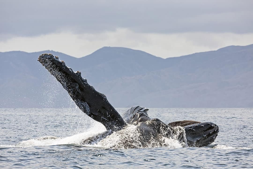 Santa Barbara Whale Watching Season + 15 Best Places to Whale Watch in the US + When to Go!