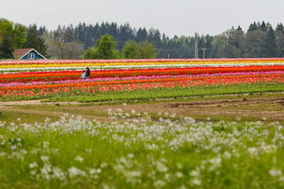 Essential Tips for Visiting the Wooden Shoe Tulip Farm - 30-40 minutes south of Portland Oregon // Eearth Travel