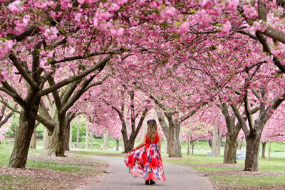 Cherry Blossom Festival NYC + Best Places to Spot Cherry Blossoms in New York // Eearth Travel #seeyourcity #nycgo #nyc #iloveny #newyork #newyorkcity #visittheusa #spring #cherryblossom