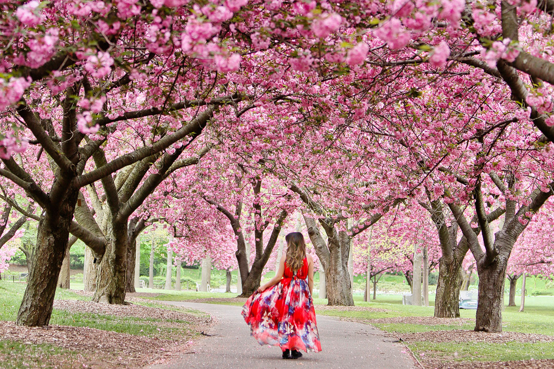 You are currently viewing Best Places to See Cherry Blossoms in NYC
