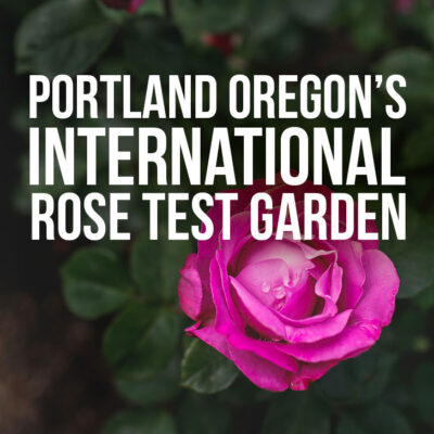 Portland Oregon is commonly called the City of Roses. You can see roses scattered throughout the city, but if you’re a visitor, this is the best place to see roses of all varieties. Click through to see more photos and tips for your visit to the International Rose Test Garden. // Eearth Travel #pdx #portland #pnw