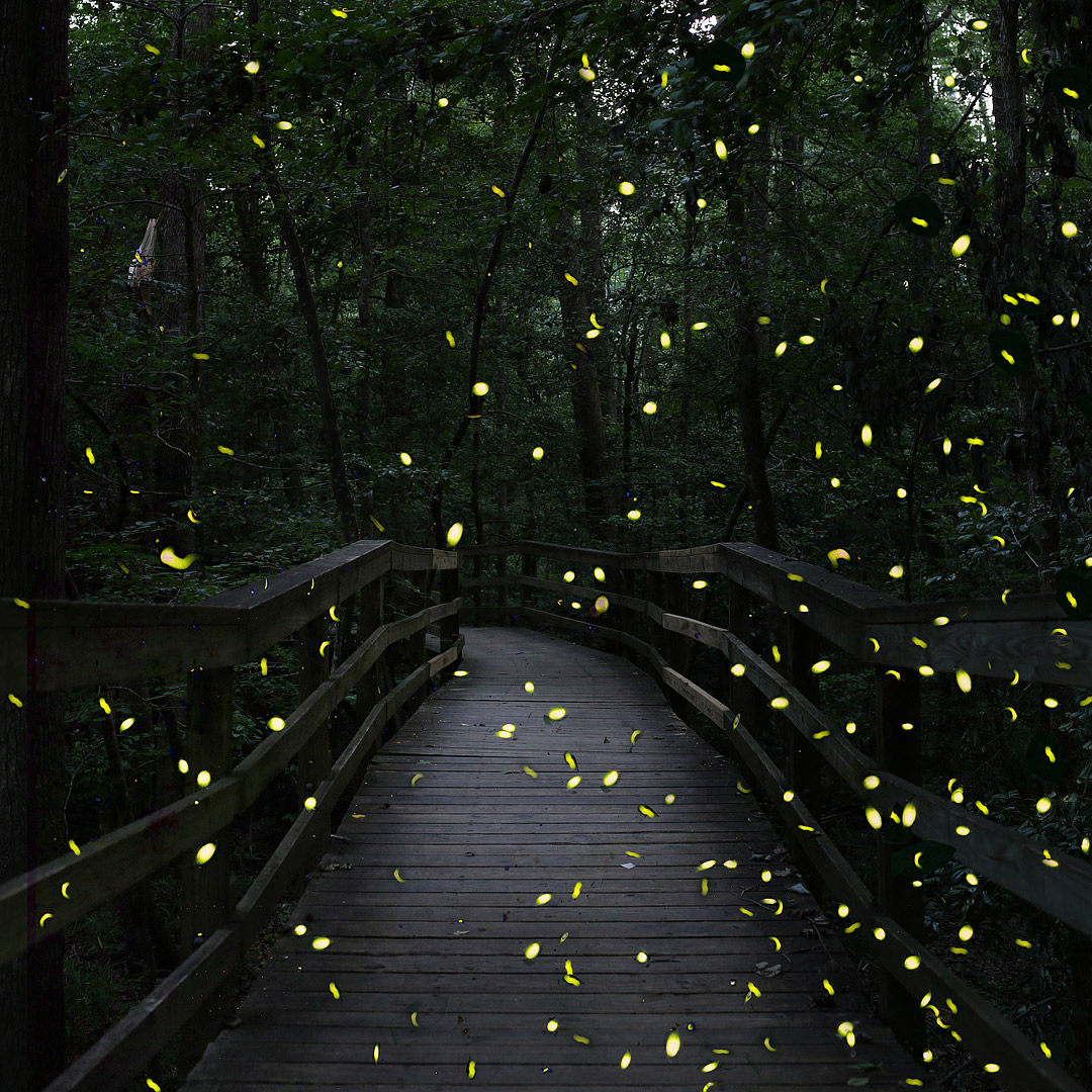 Planning to visit Congaree National Park for the synchronous fireflies? Check out this pin and save it to see the ultimate guide to the national park. Check out our list of the best things to do in Congaree National Park, which ranger program you should sign up for, how to pack for the trip, and where you should stay. // Eearth Travel #localadventurer #discoverSC #southcarolina #visittheusa #realcolumbiasc