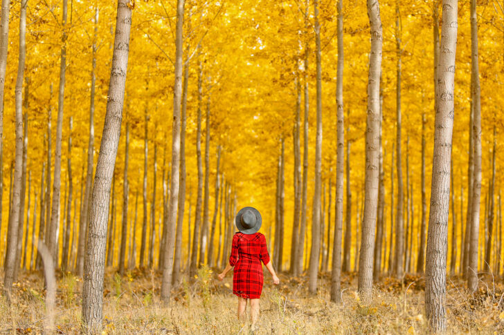 17 Breathtaking Places for the Best Fall Foliage in the USA // Eearth Travel #fall #fallfoliage #usa #travel #autumn #trees #leaves #orange #boardman #oregon