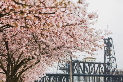 Tom McCall Waterfront Park Cherry Blossoms // Eearth Travel #pdx #portland #oregon
