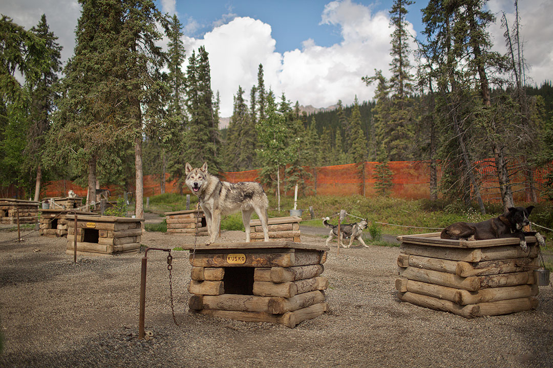 Meet the Canine Rangers at the Denali Dog Kennels